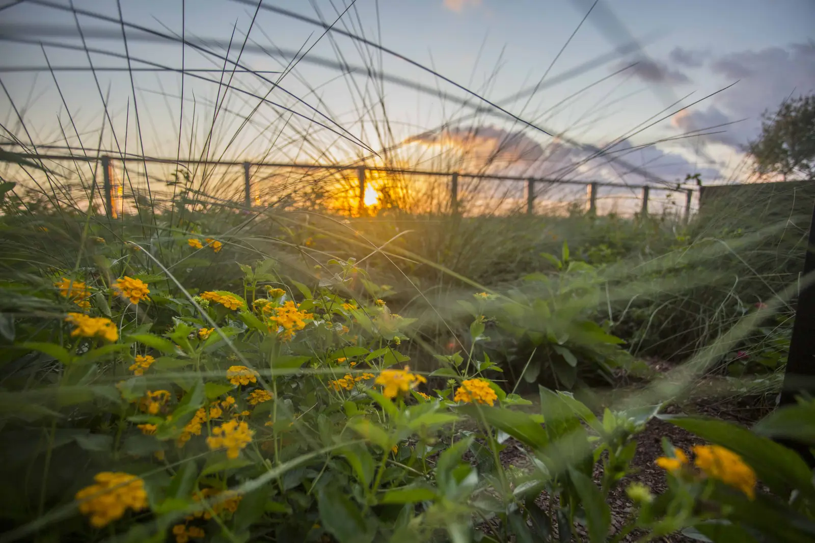 flowers in garden skygarden student apartments charleston